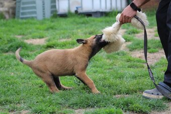 Belgický ovčák malinois s PP - 2