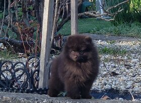 Pomeranian hnedý a čierny - 2