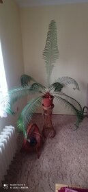 velká palma - Cykas - 2