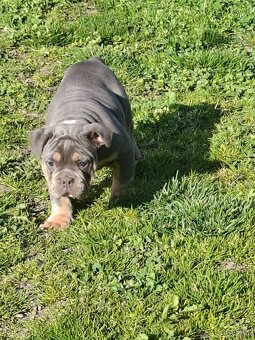Staroanglicky buldok - old english bulldog - poslední volny - 2