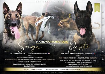 Belgický ovčák malinois - 2