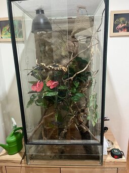Terarium - 2