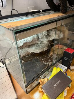 Krajta královská, samice 6 let, 130cm, včetně terária - 2