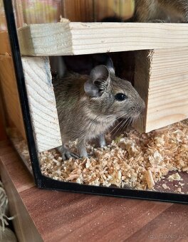 Osmák degu mláďata - 2
