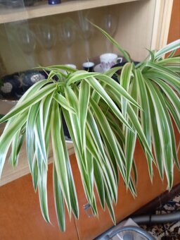 Zelenec Chocholatý. PRODÁNO - 2