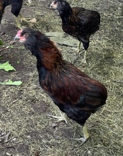 Kohout  Araukana - 2