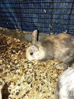 Zakrslý králíček barevný - 2