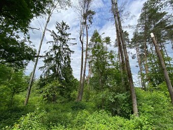 Lesní pozemek Lštění nad Zubřinou - 2