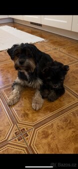 Jorksirsky terier biwier - 2