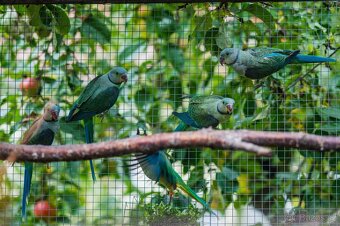 Alexandr holubí - loňské samice - 2