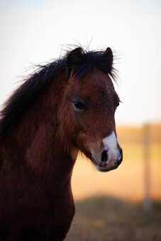 WELSH Mountain poník - 2