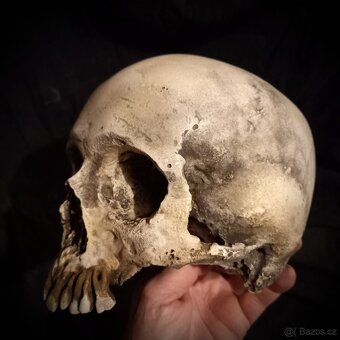 Replika lidské lebky human skull replica - 2