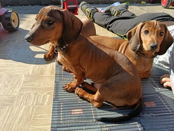 Jezevčík hladkosrstý standart - 2