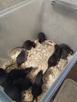 Potkani a barevné myšky - 2