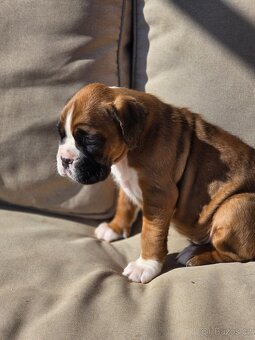 Boxer štěňata - 2