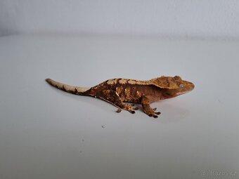 pagekon řasnatý. - 2