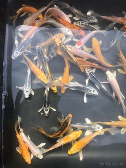 Koi butterfly - 2