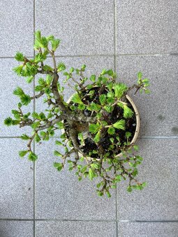 Bonsai, Bonsaj, jamadori, modřín - 2