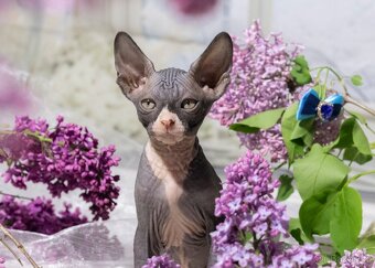 Sphynx - 2