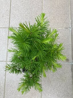 Bonsai, Bonsaj, jamadori, modřín - 2