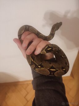 vyměním samce hroznýše a hroznýška za užovku či korálovky - 2