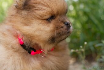 POMERANIAN - 2