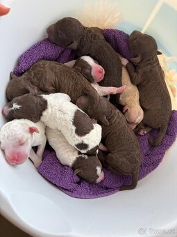 Lagotto romagnolo s PP - 2