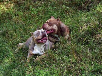 American bully extrém - 2