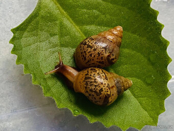 Africký šnek Lissachatina fulica fulica - 2