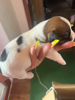Jack Russell teriér - 2