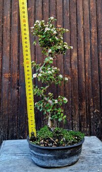 Pre-Bonsai, Bonsaj - Skkalnik, Cotoneaster dammeri - 3 - 2