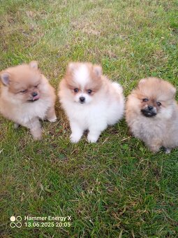 Pomeranian bez Pp - 2