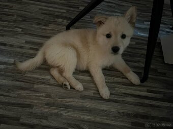 Zlatý retrívr/labrador - 2