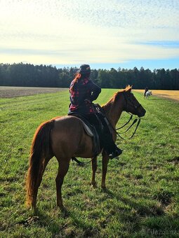 Valach Quarter horse - 2