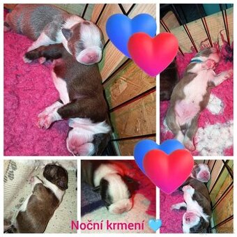 Bostonský teriér colorred - 2