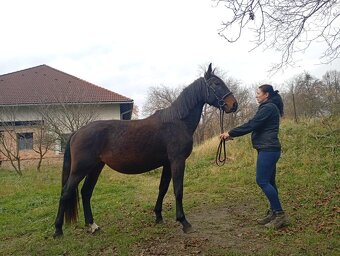 Kladrubska klisna 3,5 let - 2