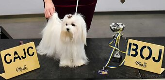 Maltézský psík s PP - 2