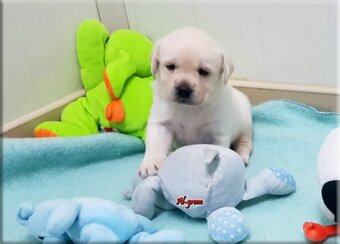 Labradorský retrívr - 2