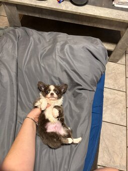 Chlapečkové čivava s PP FCI - 2