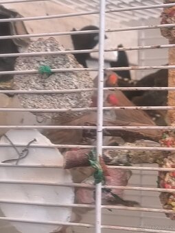 Prodám zebry chůvy,kanáři. - 2