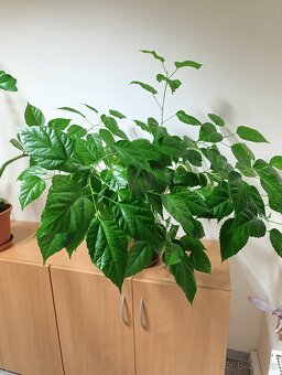 Pokojové rostliny - 2