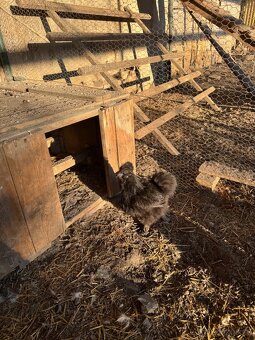 Hedvabnička velká vousatá - 2