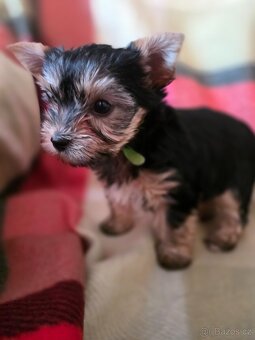 Jork teriér s PP - 2