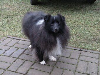 Sheltie/šeltie - bicolor pes s PP a zdravotními testy - 2