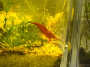Krevetky červené Bloody mary - Neocaridina davidi - 2