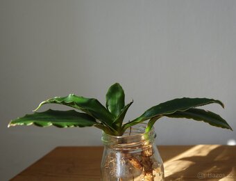 Sukulent, tchynin jazyk, Sansevieria - 2