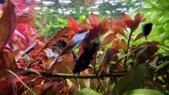 Rostliny akvarijní prostřih - 2