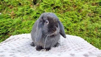 Zakrslý beránek, králíček, králík - PIPER - 2