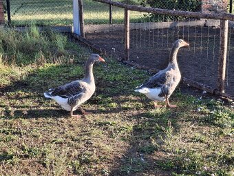 Husy vykrmené prodej - 2