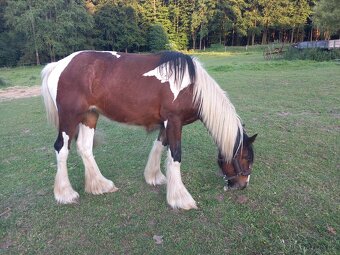 Alisa hledá domov🏡 - 2